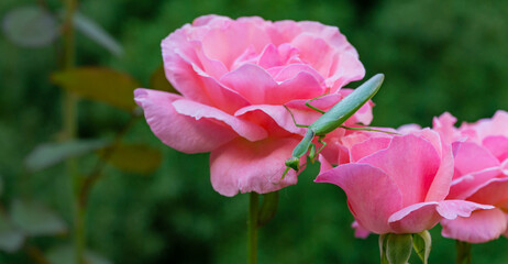 Macro of European Mantis or Praying Mantis in natural habitat. It looking at camera and sits on pink roses Queen Elizabeth. Mantis Religiosa is state symbol of Connecticut