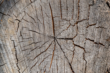 texture of an old tree cut