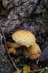Strophariaceae on the trunk of an old tree