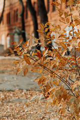 autumn yellow bush close-up autumn landscape autumn nature