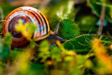 The snail in the garden - obrazy, fototapety, plakaty