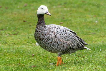 Emperor goose, Anser canagicus, also known as the beach goose, or painted goose in the rain.