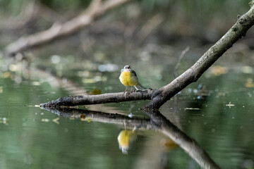 A Grey Wagtail, Motacilla cinerea on a perch in the water with reflection.