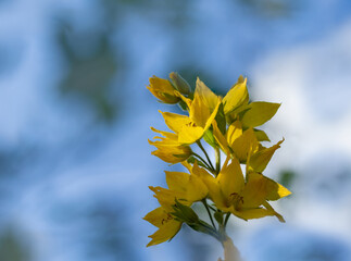 Blooming Yellow Loosestrife flowers on blurred sunny background with space for text. Lysimachia punctata.