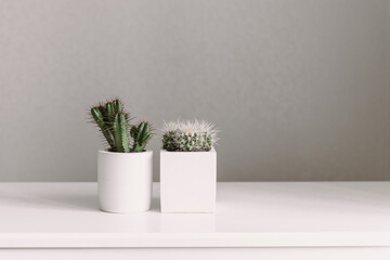 Home plants cactus and succulent in white pots 