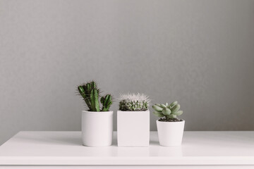 Home plants cactus and succulent in white pots 