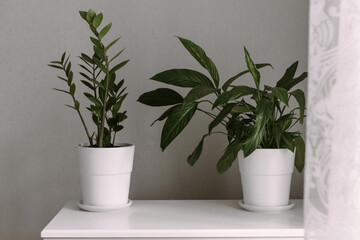 plants in white flowerpot, home interior decor