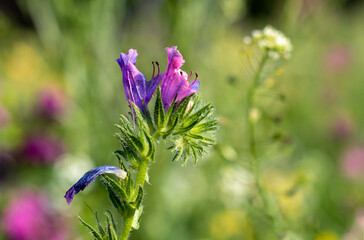 Viper's Bugloss flower blooming on the sunny meadow. Blurred background. Echium vulgare.