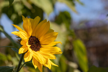 Small yellow Sunflower on the blurred floral background. Helianthus.