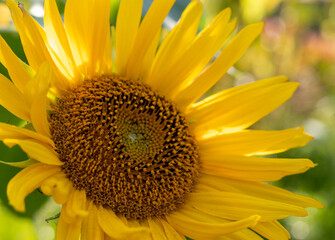 Yellow Sunflower on the blurred background. Helianthus.