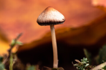 Grzybki, grzyby w naturalnym środowisku