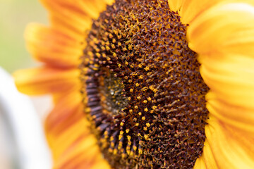 Close look on Yellow-orange Sunflower. Helianthus.