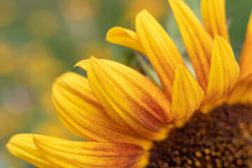 Close look on Yellow-orange Sunflower on blurred background with copy space. Helianthus.