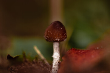 Grzybki, grzyby w naturalnym środowisku