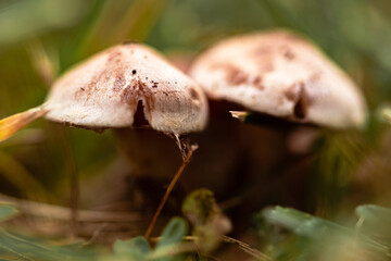 Grzybki, grzyby w naturalnym środowisku