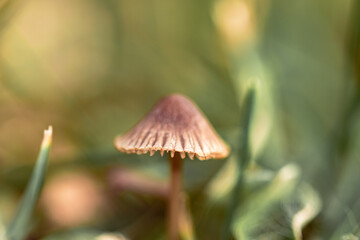 Grzybki, grzyby w naturalnym środowisku