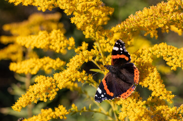 Red Admiral butterfly warming on the yellow goldenrod flowers. Vanessa atalanta.