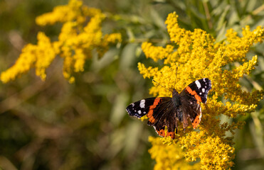 The wounded Red Admiral butterfly on the goldenrod flowers. Vanessa atalanta.