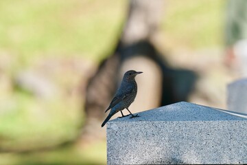 blue rock thrush in the park