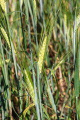 an ear of wheat in the field