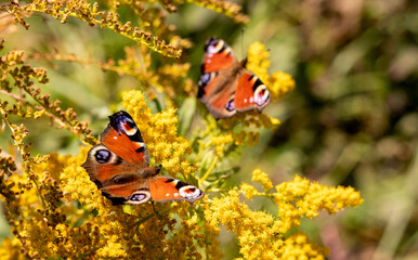 Colorfull Peacock Butterflies playing on the yellow goldenrod flowers. Aglais io.