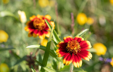 Yellow-red flowers blooming on the sunny meadow. Blurred floral background.