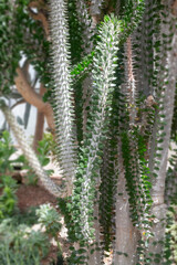 Green leaves plant in botanic garden