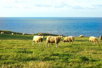 Fototapeta premium Sheeps graze in a hilly pasture next to the sea, Cap Gris-Nez, Opal Coast near Audinghen, Pas-de-Calais, Hauts-de-France, France
