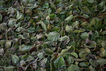 autumn leaves close-up, natural background