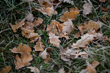 autumn leaves close-up, natural background