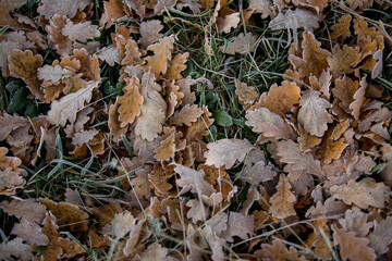 autumn leaves close-up, natural background