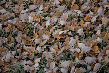 autumn leaves close-up, natural background