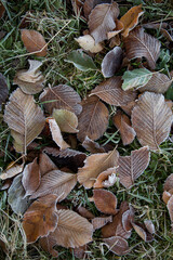autumn leaves close-up, natural background