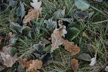 autumn leaves close-up, natural background