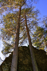 Naklejka premium White gypsum rocks in the forest above the Sylva river in the Ermak tract