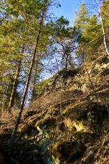 Pine forest on the steep slopes of a narrow mountain valley of the Sylva River in the town of Ermak