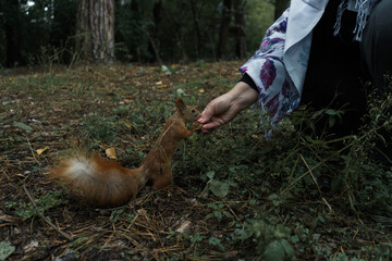 A beautiful squirrel takes a nut from a woman's hand in an autumn park.