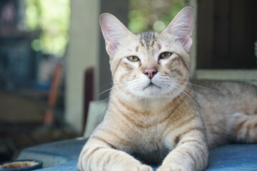 cute tabby cat on the ground