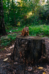 Beautiful squirrel hold a nut while sitting on a stump in the autumn park. A squirrel stores nuts in the forest.