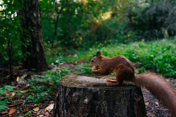 Beautiful squirrel hold a nut while sitting on a stump in the autumn park. A squirrel stores nuts in the forest.