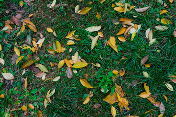 Leaf fall. Beautiful yellow leaves on the grass. Autumn time