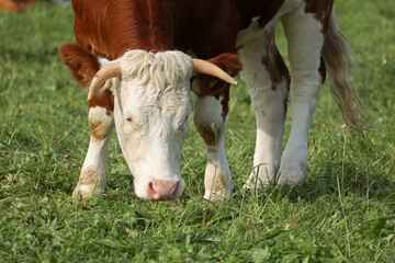 Cows graze calmly on a green meadow