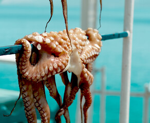 Fresh daily catch from the sea or ocean octopus drying in sun and fresh air, blue water background, white coat seafood restaurant © Ela