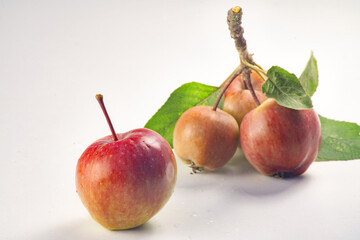 Trio of apples on its branch

