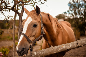 Obraz premium Beautiful brown chestnut horse stallion portrait on autumn nature background.