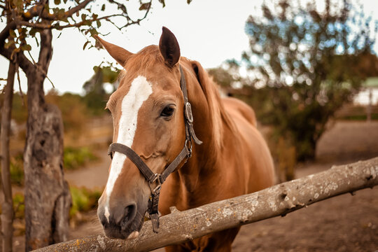 Portrait of beautiful brown horse grazing on meadow at ranch