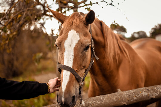 the man reaches out with his hand to the brown stallion. Horse and horse riding.