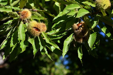 Chestnuts are about to fall from the ripe hadgehogs hanging on the tree during the harvest time in the fall season. Chestnut harvest time in October. Italy.