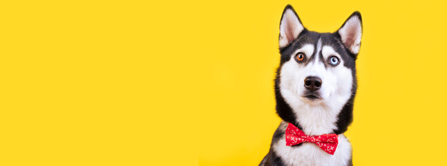 Portrait funny husky dog with big different eyes on yellow background. Surprise concept