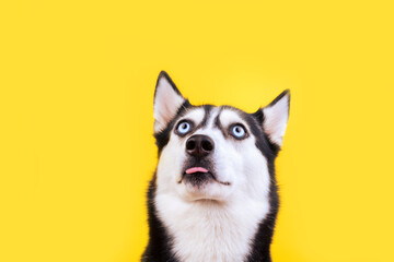 Licking cute husky dog on yellow background. Hungry face. Want delicious pet food. Tasty lanch time